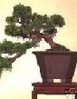 Growing Bonsai Tree